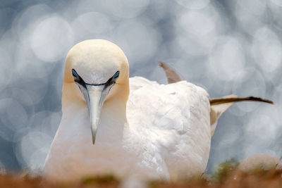 Close-up of swan in water