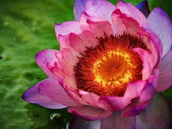 Close-up of flower blooming outdoors