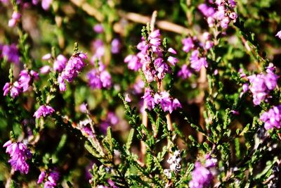 Close-up of purple flowering plants