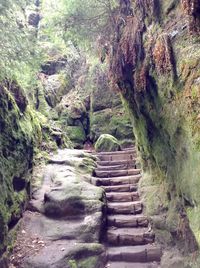 Steps amidst trees in forest