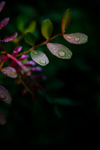 Close-up of water drops on leaves