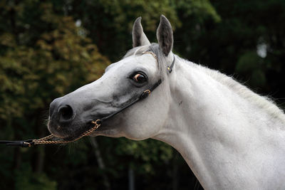 Close-up of a horse