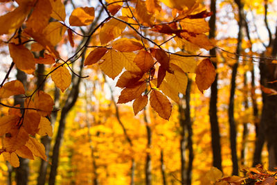 Yellow leaves are the sun. beautiful bright golden atmospheric natural background.