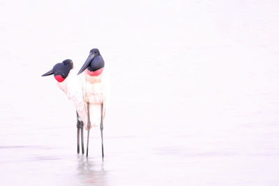 Bird on a lake