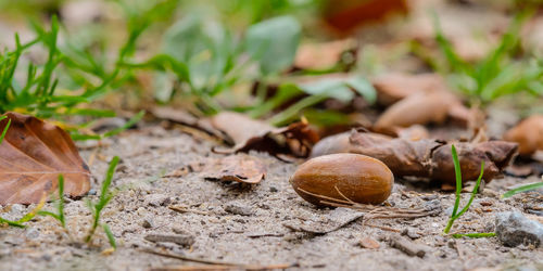 Acorn fruit seed on forest soil in panoramic format