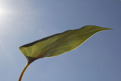 Low angle view of plant against clear sky