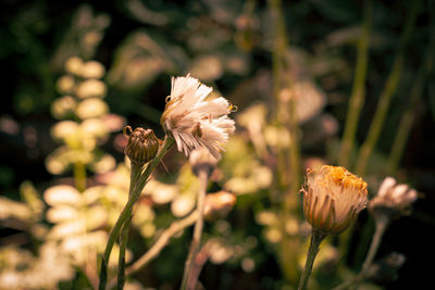 Close-up of wilted flower on plant