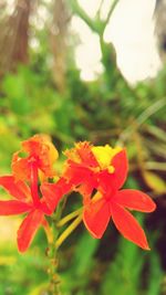 Close-up of wet flowers blooming outdoors