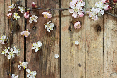 Directly above shot of pink blossoms on wooden table