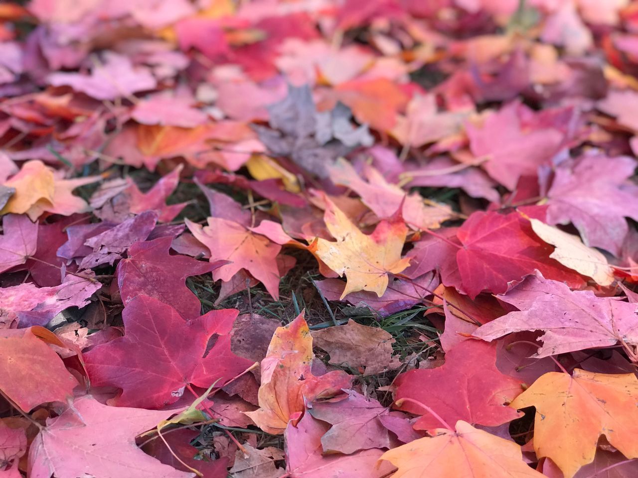 FULL FRAME SHOT OF AUTUMNAL LEAVES ON DRY AUTUMN