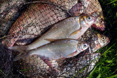 High angle view of fish in net