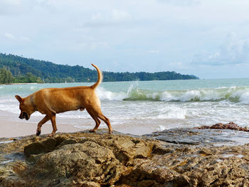 Full length of a horse on beach