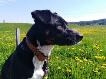 Close-up of dog on field