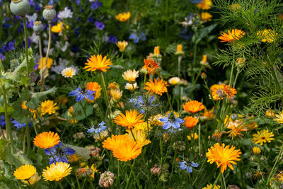 flowering plant