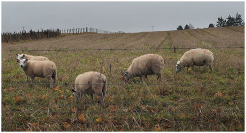 Sheep grazing on field