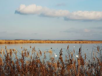 Scenic view of lake against sky