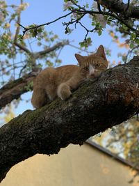 Low angle view of a cat sitting on tree