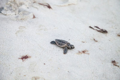 High angle view of insect on sand