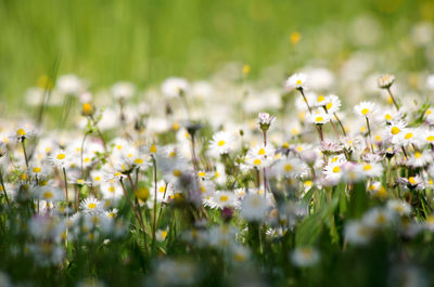 Close-up of flowers growing in field