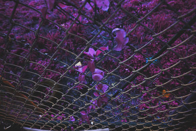 Full frame shot of purple flowering plants