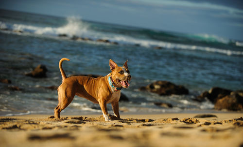 Dog on beach against sky