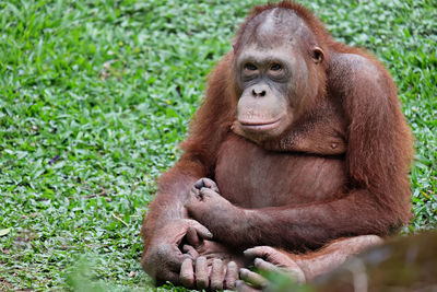 Monkey sitting on grass