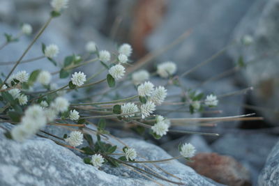 Close-up of white flowering plant