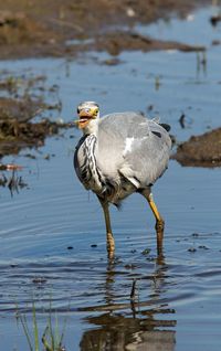 Bird perching on a lake