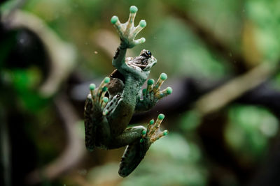 Close-up of caterpillar on tree