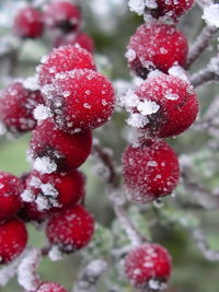 Close-up of strawberries