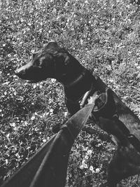 Dog looking away on field