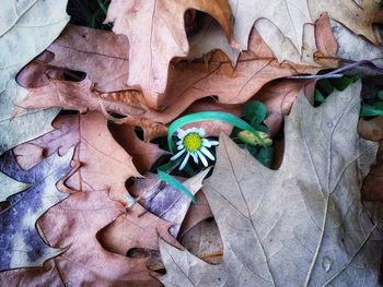 High angle view of dry leaves on plant