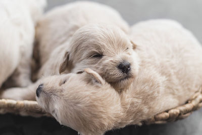 Close-up puppies sleeping