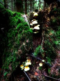 Mushrooms growing on tree trunk