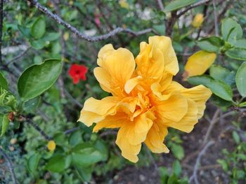 Close-up of yellow flowering plant