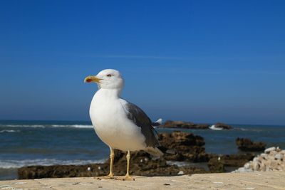 Seagull perching on a beach