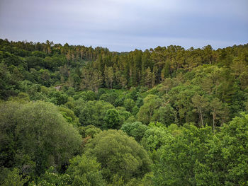 Plants growing on land against sky