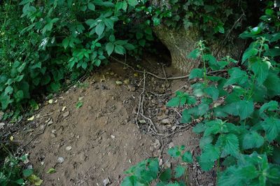 High angle view of ivy growing on field