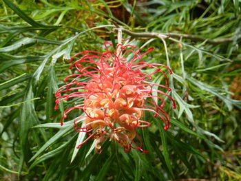 Close-up of red flowers blooming outdoors