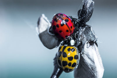 Close-up of ladybug