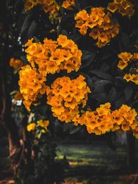 Close-up of yellow flowering plant