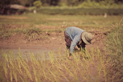 Farmer is planting rice in rice fields.