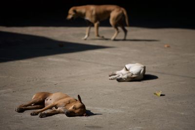 Stray dogs sleeping on street