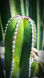 Close-up of cactus