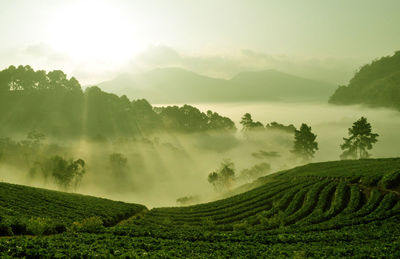 Tea plantation in the mist of morning