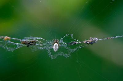 Close-up of spider on web