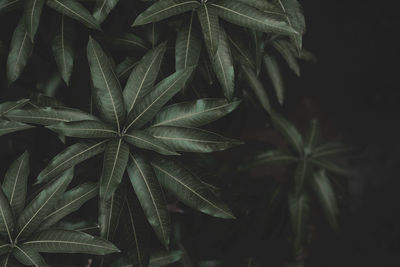 Close up of leaves