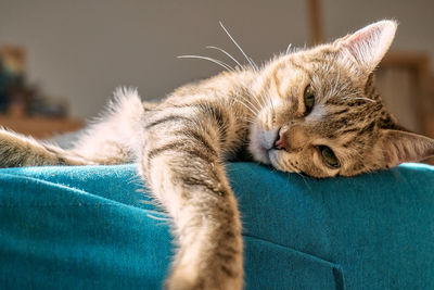 Cute tabby cat sleeping on blue sofa with yellow pillow . funny home pet. concept of relaxing