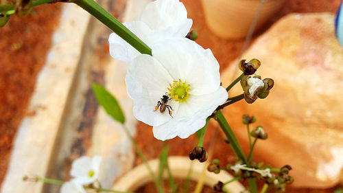 Close-up of bee on white flower