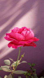 Close-up of pink rose blooming outdoors